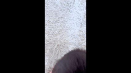 Prepare your pet